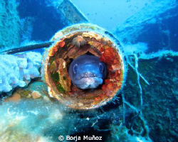 A picture of a conger that used to live a in tube from a ... by Borja Muñoz 